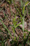 Thinfruit sedge